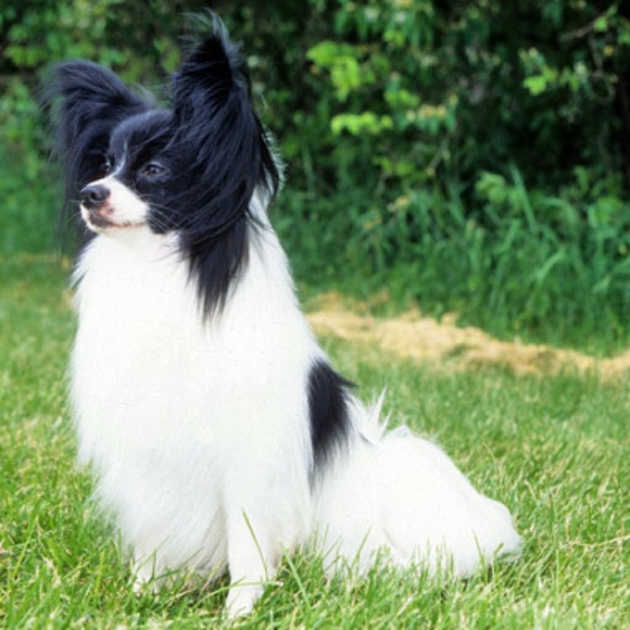 Meet your Posher, Roxanne - Picture 2 of 2